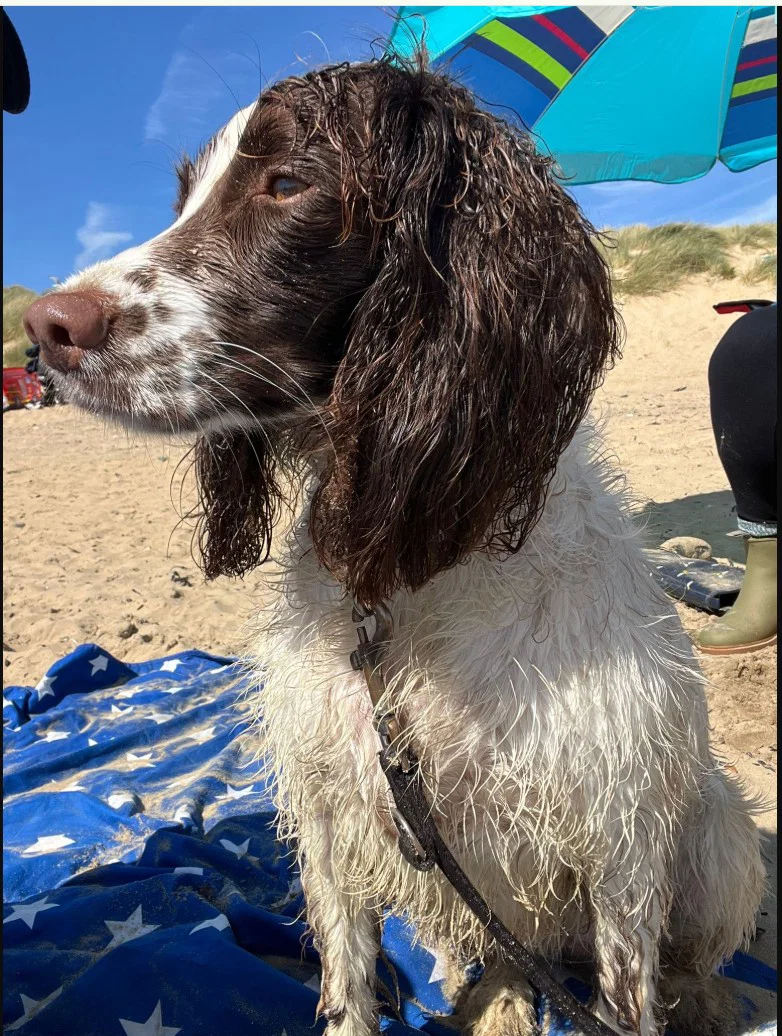 Vi trenger hundepassere og hundeelskere