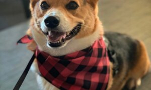 Lyst på dyrepass for Dylan the Corgi?
