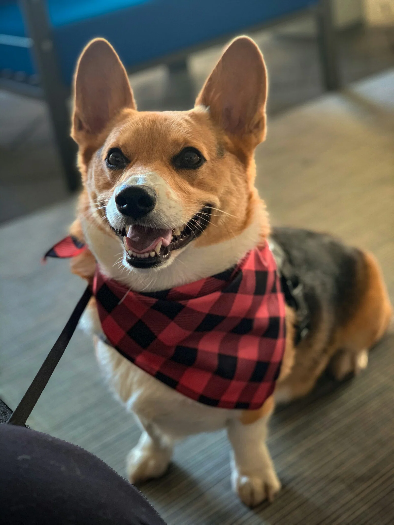 Lyst på dyrepass for Dylan the Corgi?