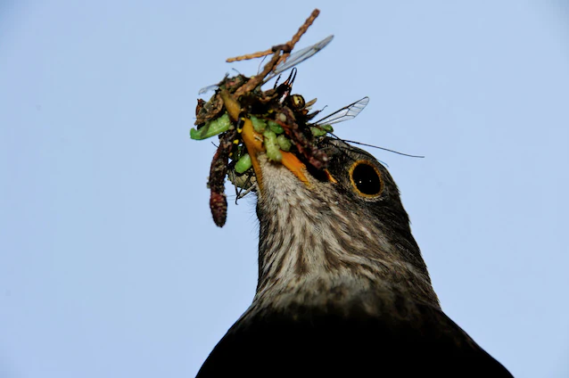 flyvemaurmat for insektetere