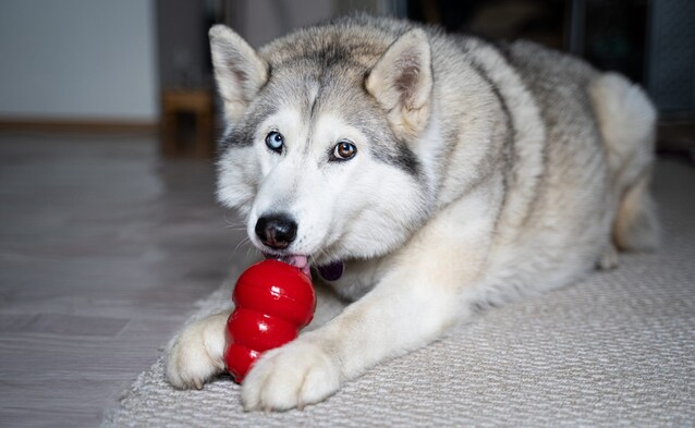 hundekong