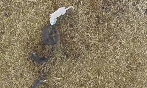 Hundvalp &laquo;adoptert&raquo; av en ulveflokk i Hellas: hvorfor det er en sjelden hendelse å overvåke