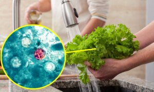 Cyclosporiasis i USA, infeksjoner på vei opp: hva er infeksjonen forårsaket av parasitten som forurenser mat