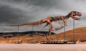 Gus er T-Rex med et rekordsalg på 50 millioner, han er et av de mest komplette skjelettene: 183 bein og 11,5 meter lange