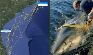&laquo;Contender&raquo; er den største mannlige hvithaien i Atlanterhavet: 4,2 meter lang, den dukket opp igjen etter måneder i USA