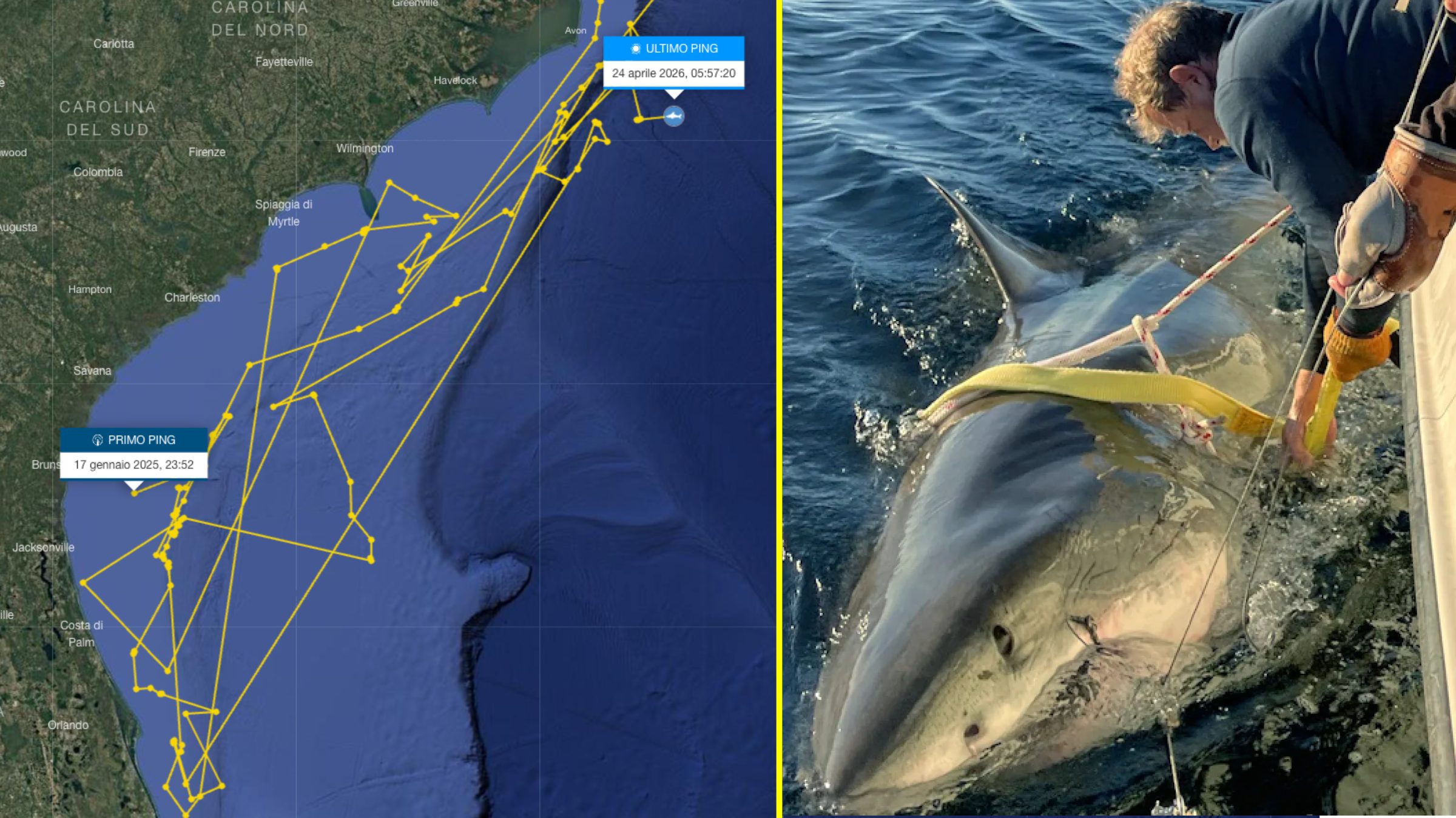 "Contender" er den største mannlige hvithaien i Atlanterhavet: 4,2 meter lang, den dukket opp igjen etter måneder i USA