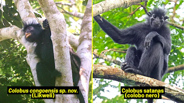 colobus congoensis og satanas