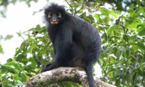 En ny apeart oppdaget i Kongo-regnskogen: den sjeldne Likweli med maske