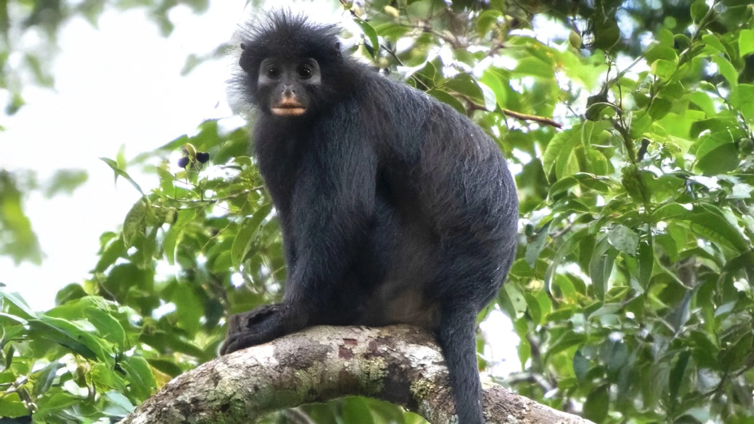 En ny apeart oppdaget i Kongo-regnskogen: den sjeldne Likweli med maske