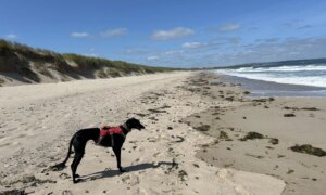 Har du en hund? Vi har hundepassere som elsker å ta vare på hunder
