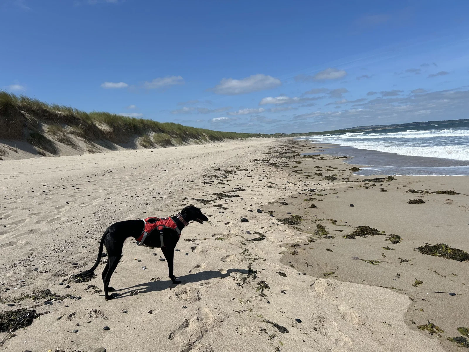 Har du en hund? Vi har hundepassere som elsker å ta vare på hunder