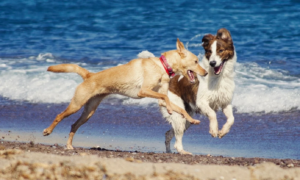 Ta med hunden din til stranden? De fem skjulte farene enhver eier bør vite denne sommeren