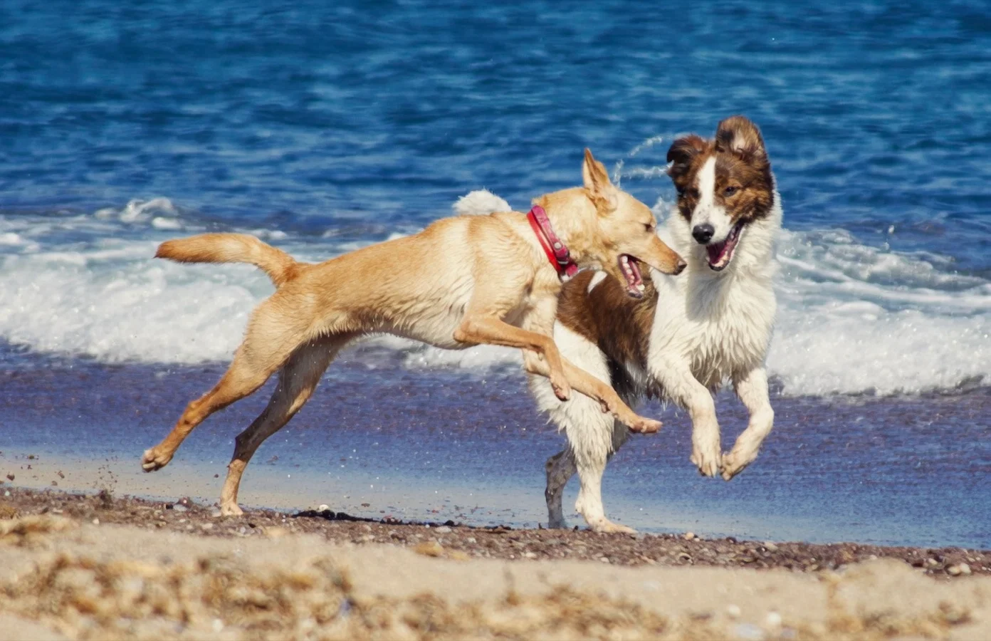 Ta med hunden din til stranden? De fem skjulte farene enhver eier bør vite denne sommeren
