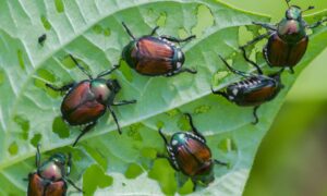 Popillia japonica i Italia: over 1 million fangster av bille som angriper 300 plantearter