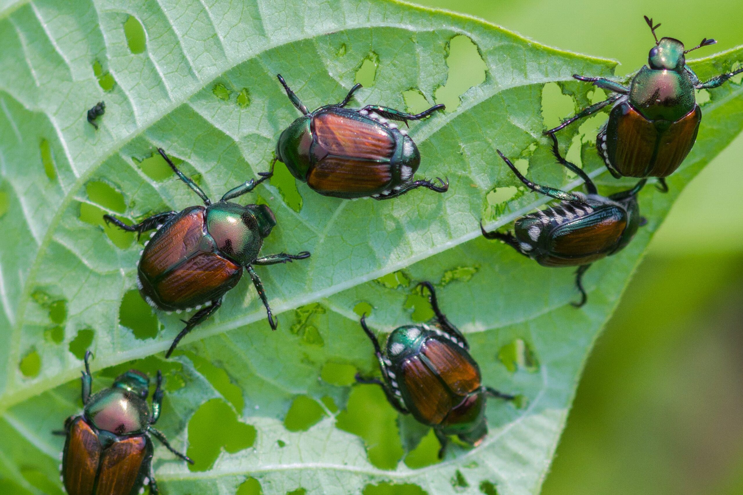 Popillia japonica i Italia: over 1 million fangster av bille som angriper 300 plantearter