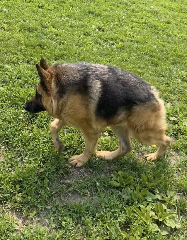 hund med kort ryggradssyndrom