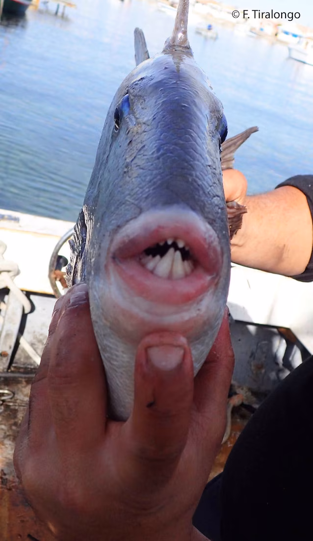 triggerfish tenner