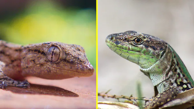 gekko øgle øyne
