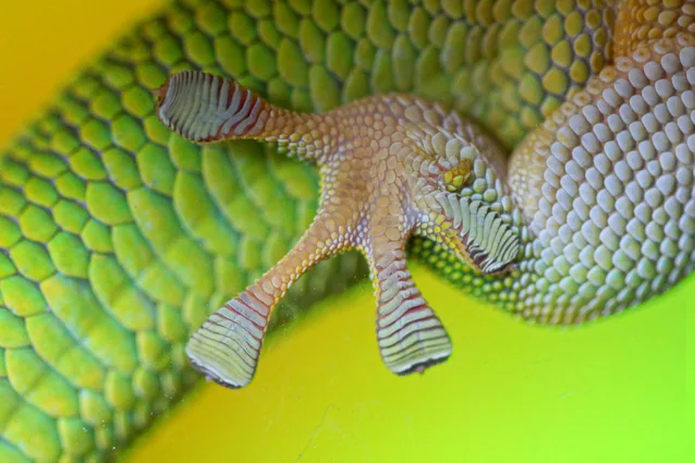 gekko mikroskop høyre pote