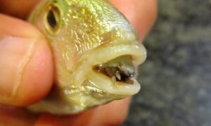 Parasitten som får fisketungene til å falle av og erstatte dem: hva er den &laquo;tungespisende lusen&raquo;