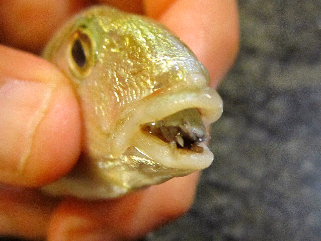 Parasitten som får fisketungene til å falle av og erstatte dem: hva er den "tungespisende lusen"
