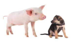 For når du blir sint sier du &laquo;din skitne hund&raquo;: opprinnelsen til uttrykket