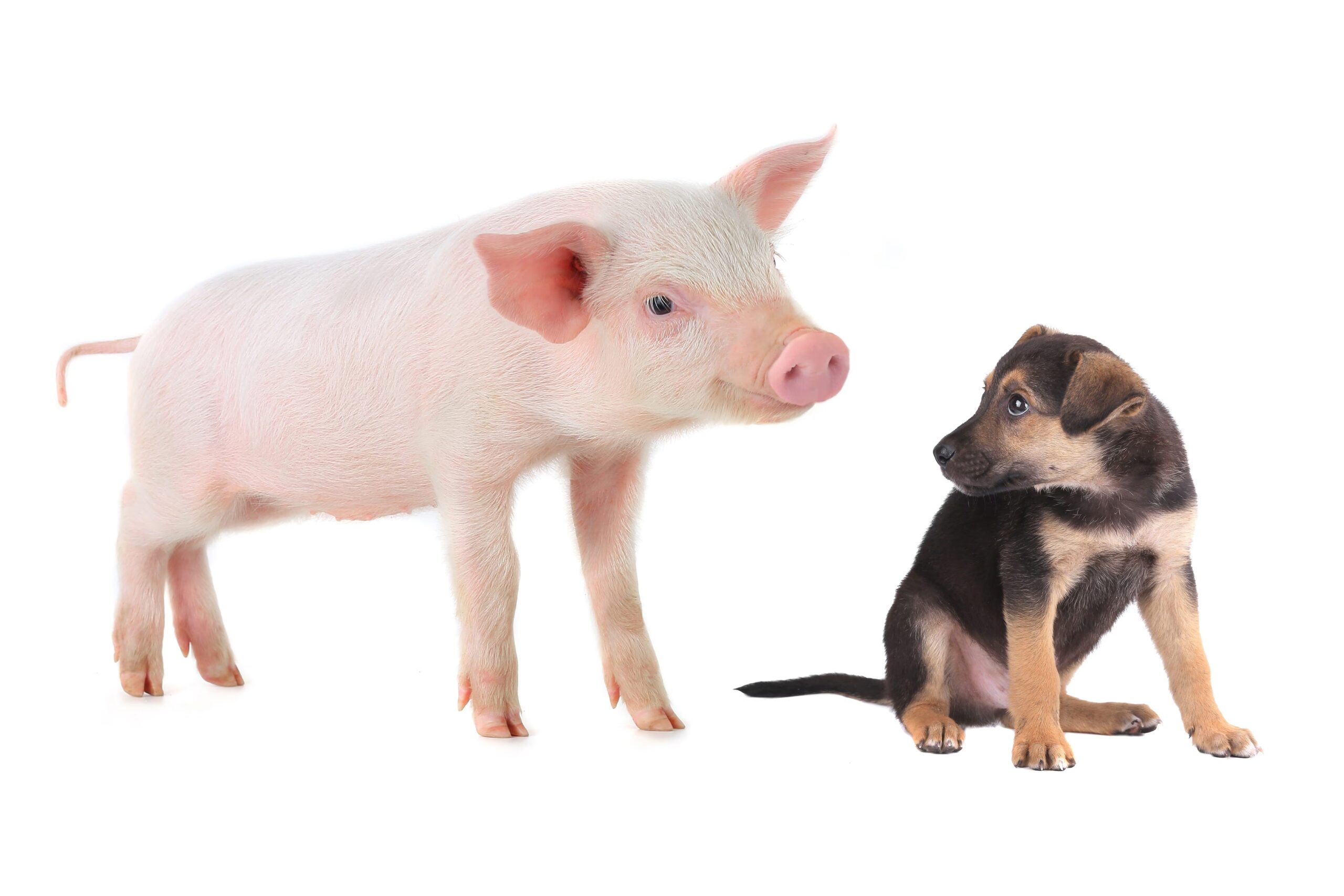 For når du blir sint sier du "din skitne hund": opprinnelsen til uttrykket