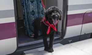 Renfe åpner alle tog for hunder som veier opp til 40 kg