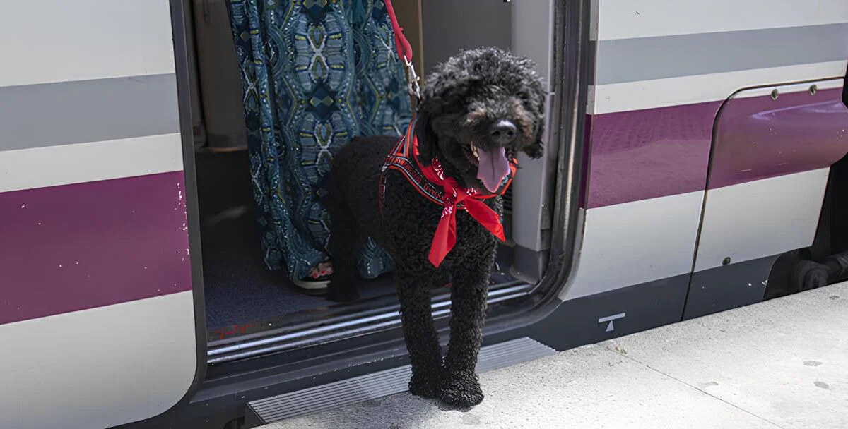 Renfe åpner alle tog for hunder som veier opp til 40 kg