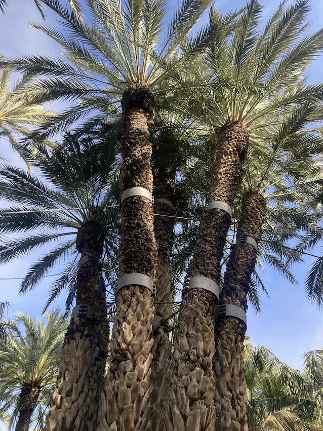 palmeral elche