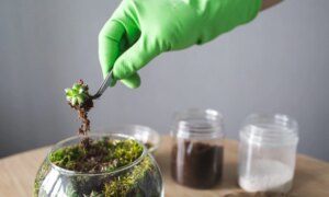 Hvordan bygge et terrarium i fire trinn og hvordan vedlikeholde det