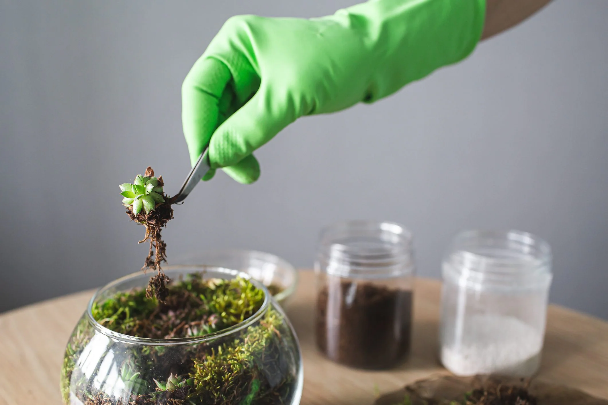 Hvordan bygge et terrarium i fire trinn og hvordan vedlikeholde det