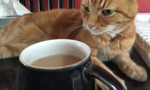 Hvorfor elsker Milo kattevaktene sine på HouseSitMatch?