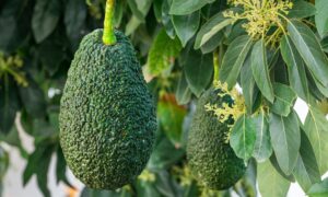 Avokado skifter kjønn hver dag: blomstens reproduksjonsmekanisme beskrevet