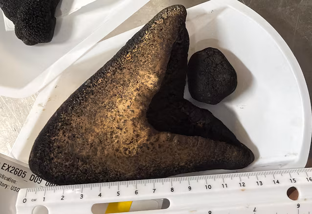 13 cm megalodontenner