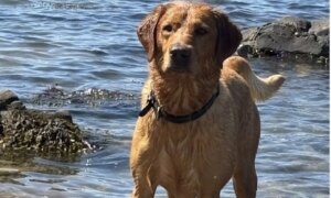 Kan du ta vare på Seve som hundepasser?
