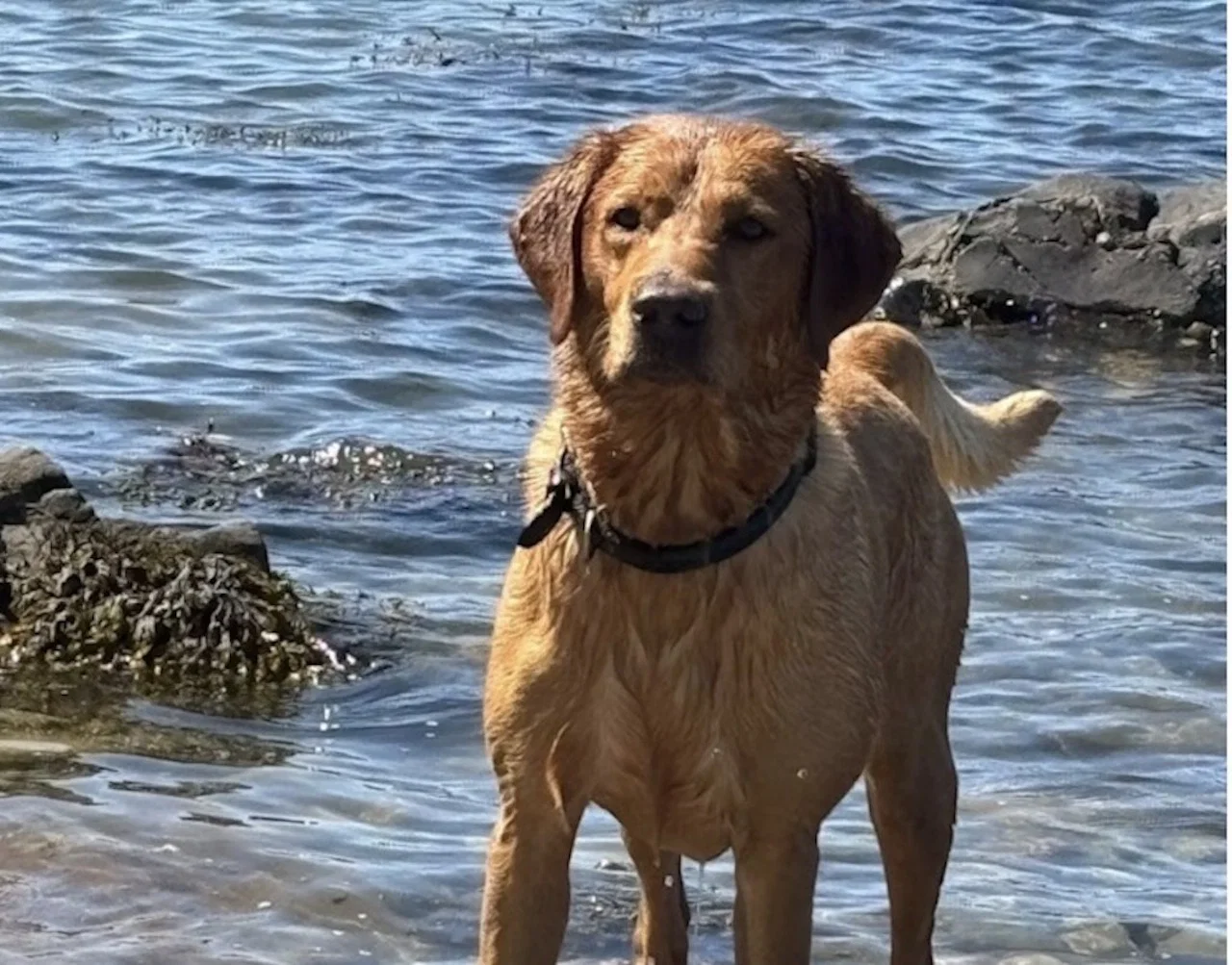 Kan du ta vare på Seve som hundepasser?
