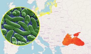 Kjøttspisende bakterie i Messinastredet, studien er gammel: Europeiske data og hvorfor det ikke er noen risiko