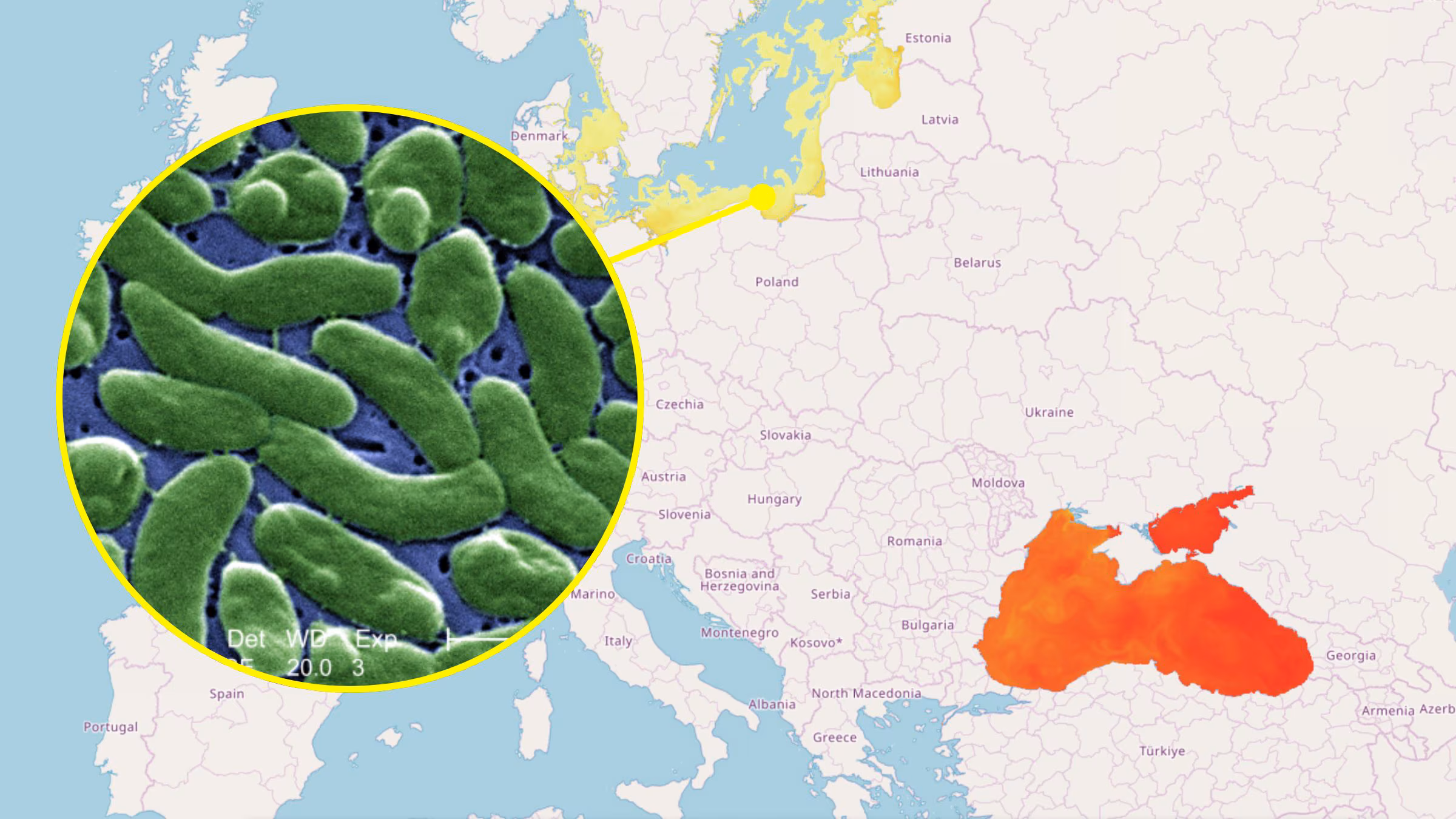 Kjøttspisende bakterie i Messinastredet, studien er gammel: Europeiske data og hvorfor det ikke er noen risiko