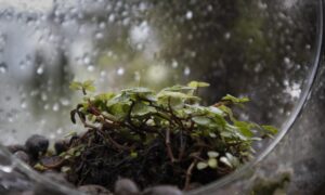 Hva er i terrariumlandet, hva er mikrofaunaen og hvordan fungerer mikroklimaet