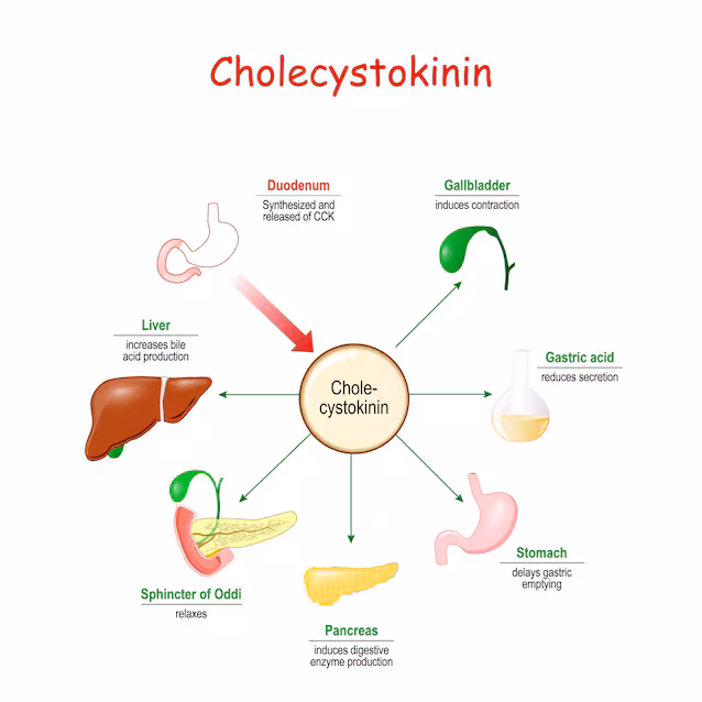 kolecystokinin