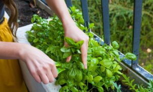 Basilikum, en aromatisk plante rik på essensielle oljer som skal plasseres i lyset: teknikker for å dyrke den
