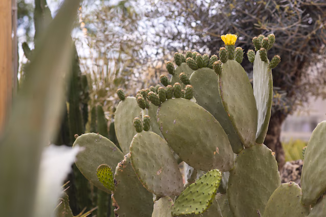 prickly pear cladodes vann