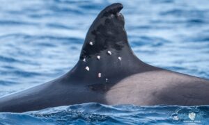 Spekkhoggere er farlige for båter, ikke for mennesker: Toñi-saken i Gibraltar med 10 hull i finnen