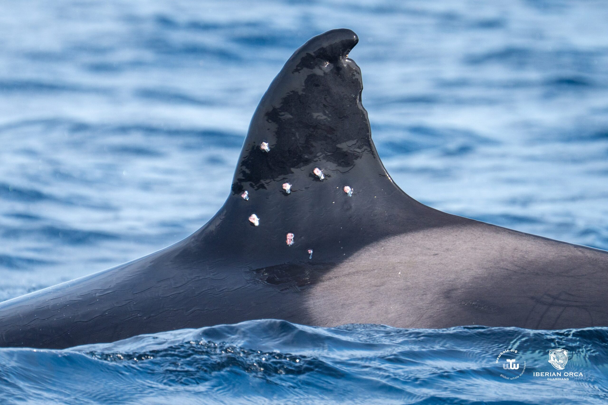Spekkhoggere er farlige for båter, ikke for mennesker: Toñi-saken i Gibraltar med 10 hull i finnen