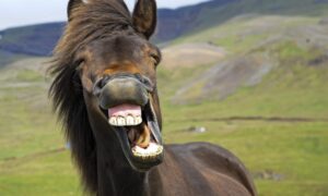 Hvordan fortelle alderen til en hest ved tennene og hvor pålitelig estimatet er
