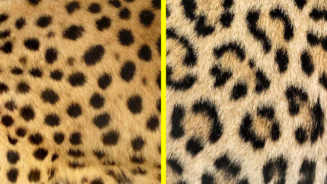 leopard- og gepardflekker