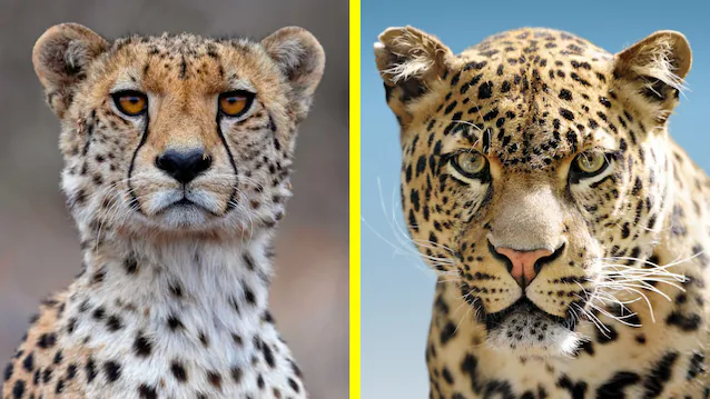 cheetah vs leopard snuteparti