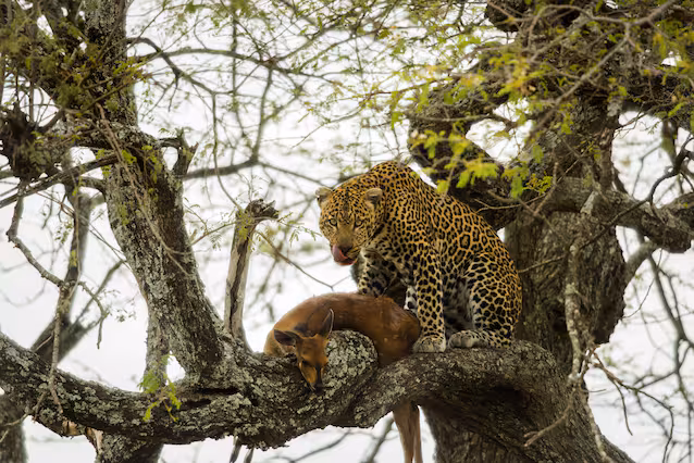 leopard med byttedyr på et tre