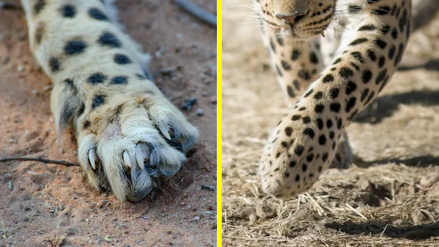 leopard- og gepardpoter